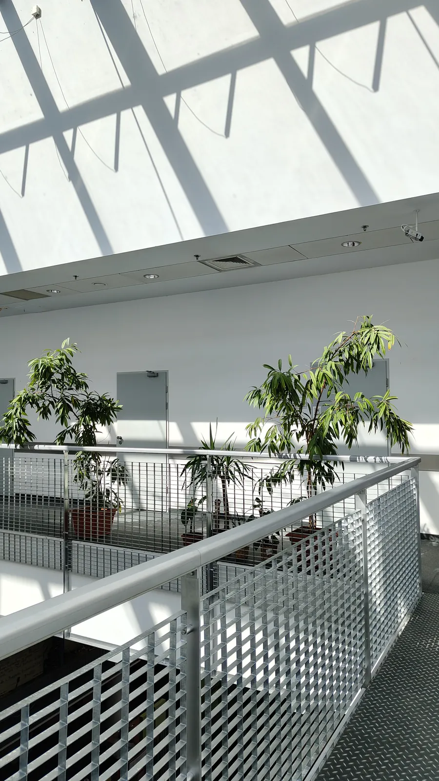 Rośliny i metalowe balustrady na antresoli biblioteki pod szklanym dachem